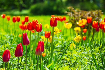 Blooming multicolored flowers in the park. Landscape design.