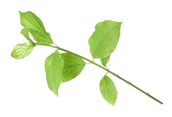 One branch with green leaves isolated on white