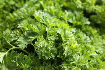 Fresh curly parsley as background, closeup view
