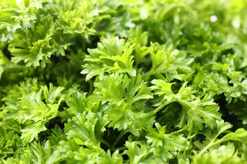 Fresh curly parsley as background, closeup view