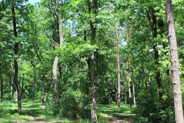 Obraz premium beautiful view of the green summer forest