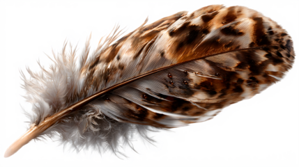 Macro shot of a textured brown and white feather isolated on a white  isolated on white transparent background PNG cutout