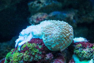 Bubble Coral Plerogyra sinuosa