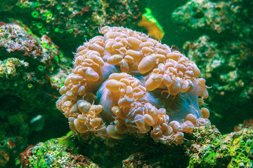 Bubble Coral Plerogyra sinuosa