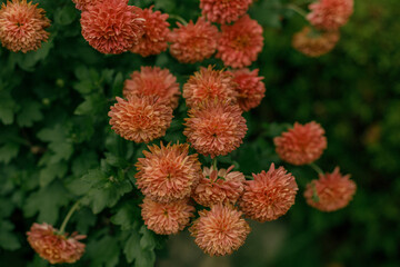 Flower macro plant texture background