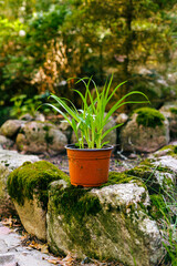 Potted houseplant outdoor garden display