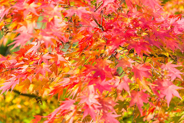 Beautiful autumn maple leaves