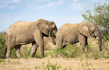 Wild animals living in acceptable freedom.