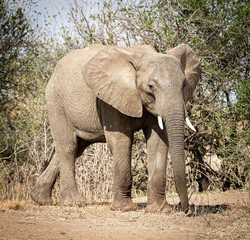 Fototapeta premium Wild animals living in acceptable freedom.