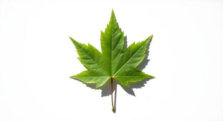 a close-up shot of a single green maple leaf. The leaf is perfectly centered and displays intricate veins and textures