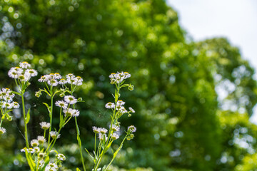 青空に映えるヒメジョオンの群れ