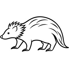 Porcupine walking 
