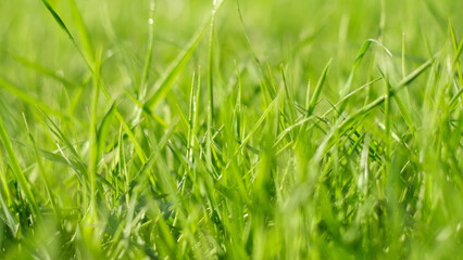 Juicy bright green grass in sunlight. Close up. Lawn background. Texture of new grass growing in field. Meadow on warm sunset or sunrise time. Tranquil nature scene. Golden hour. Greenery, dew drops