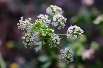 Close up of Small White Umbels and Green Bud