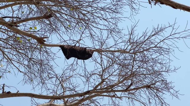 A Large behive hanging from the tree
