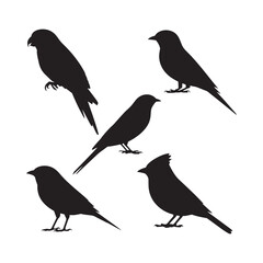 Obraz premium Black Silhouette of Songbirds on White Background Sparrow Finch Canary Cardinal Vector Graphic Illustration