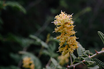 Close up of a Yellow Bottlebrush Inflorescenc