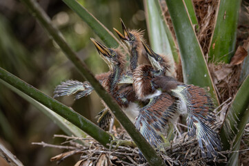 Tricolored heron nesting in Florida 