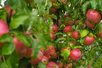 Ripe Apples in the Apple Orchard before Harvesting. Big Red delicious Apples Hanging from a Tree Branch in the Fruit Garden at Fall Harvest. Basket of Apples. Autumn Cloudy Day, Soft Shadow. 4K