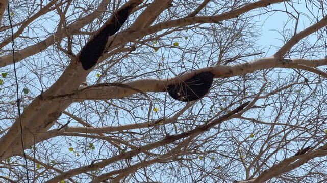 closeup shot of two large size behive hanging from the tree