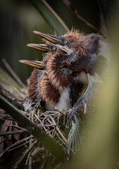 Tricolored herons in central Florida 