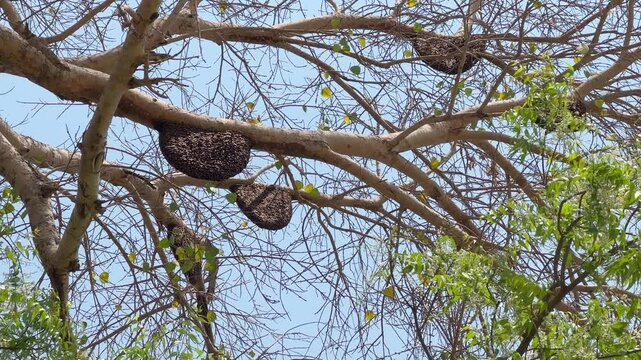 Three behive hanging from the tree