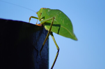 grasshoper
