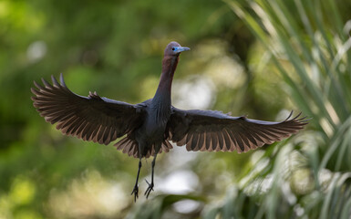 Little blue heron nesting in Florida 