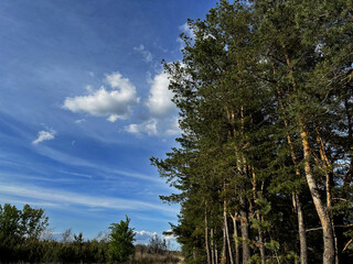 Tall pine trees reaching toward a clear blue sky, captured on a sunny day in nature. Serene forest landscape ideal for background or nature-themed projects.