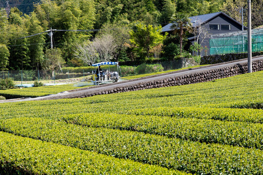 Farmer spraying his tea green tea plants in the Mie prefecture, Japan with rows of tea bushes on a small plantation