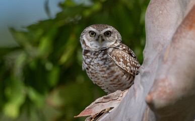 A burrowing owl in Florida 