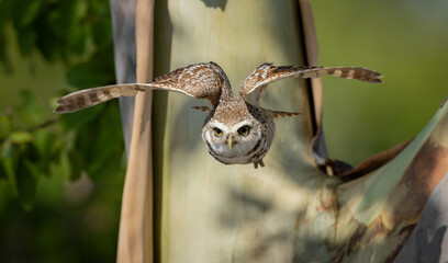 A burrowing owl in Florida 