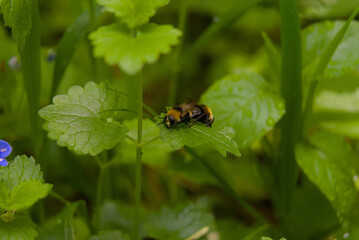 Two bees engage in an intimate natural moment on a vibrant green leaf, capturing a unique aspect of wildlife behavior.