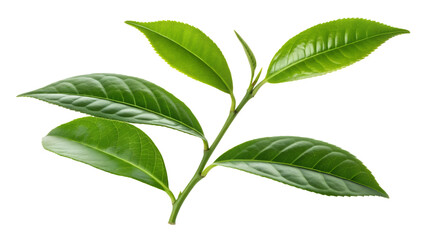Fototapeta premium Fresh green leaves growing on a tree branch in spring