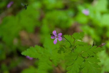 A vibrant purple bloom, adorned by a tiny insect, shines amidst lush green foliage, capturing a...
