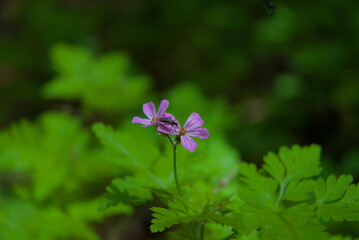 A vibrant purple bloom, adorned by a tiny insect, shines amidst lush green foliage, capturing a...