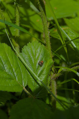 A small spider perches on a vibrant green leaf, a captivating close-up of hidden wildlife in its natural setting.