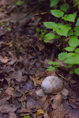 A close-up of a snail on a bed of decaying leaves, hinting at quiet forest life and the delicate balance of nature.