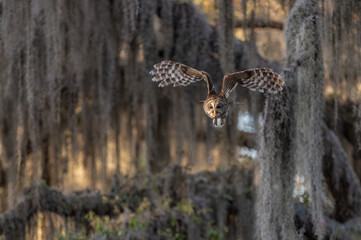 A barred owl in Florida 