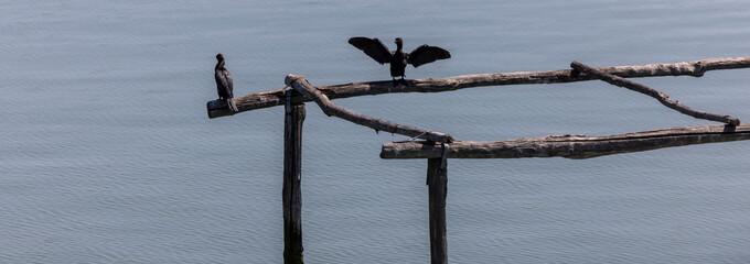 The pygmy cormorant (Microcarbo pygmaeus) is a member of the Phalacrocoracidae (cormorant) family of seabirds