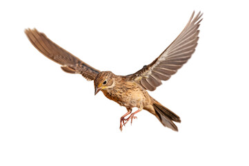Obraz premium Small songbird with transparent wings, isolated on a transparent background, flying, png. Ortolan Bunting, Emberiza hortulana.