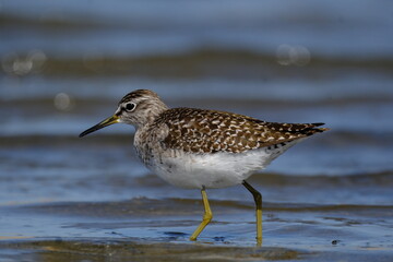 Wood sandpiper in marsh water