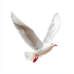 Obraz premium Majestic Seagull in Flight , white background cut out PNG