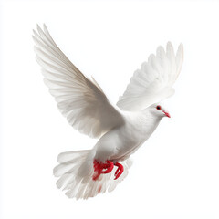 Fototapeta premium Majestic White Dove in Flight: A Symbol of Peace and Freedom , white background cut out PNG