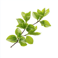 Fototapeta premium Fresh Spring Branch with Vibrant Leaves , white background cut out PNG