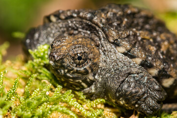Common Snapping Turtle Hatchling - Chelydra serpentina
