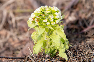 Close up of the Fuki Shoot, also known as Petasites Japonicus or giant butterbur, an herbaceous perennial plant and seasonal vegetable in Japan, background out of focus