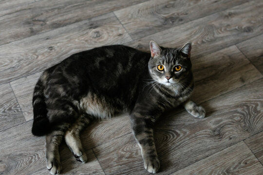 A Scottish cat is lying on the floor after eating. pet care. horizontal portrait