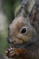 This is a cute squirrel in a forest in sunny spring day.