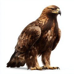 Obraz premium Majestic Golden Eagle Portrait , white background cut out PNG